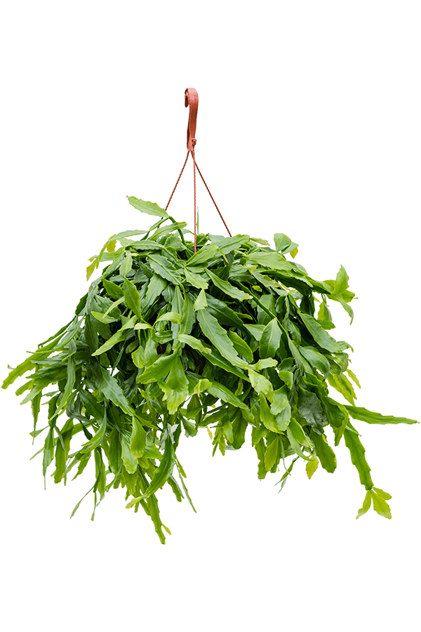 Rhipsalis Crispata