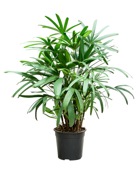Rhapis