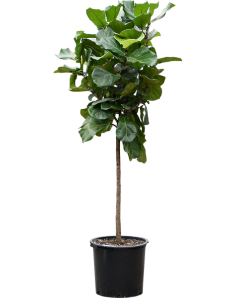 Ficus