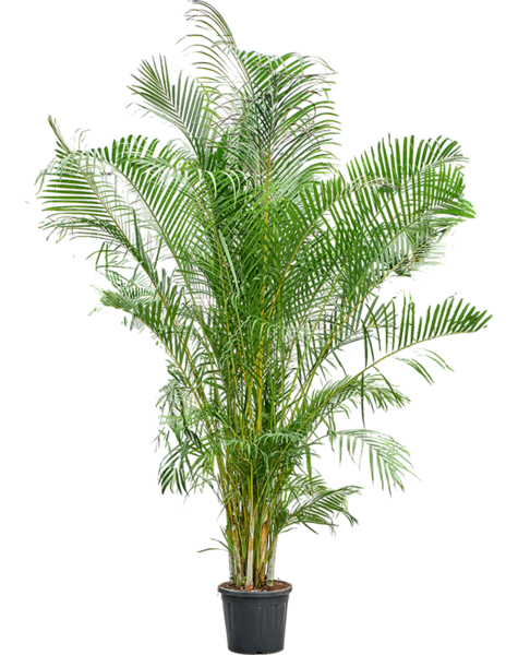 Dypsis