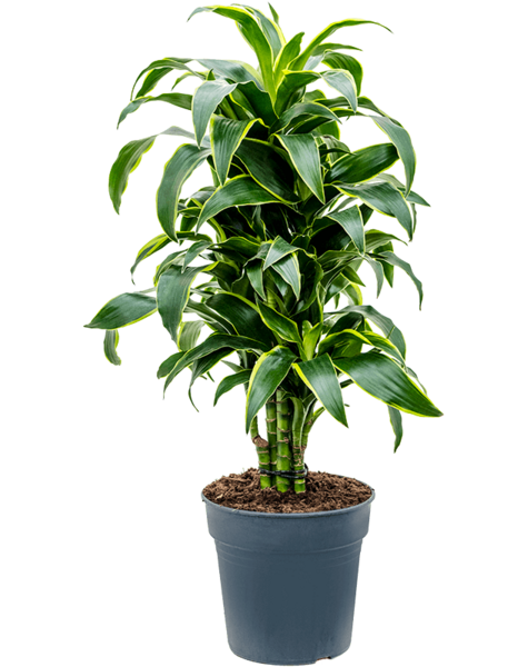 Dracena