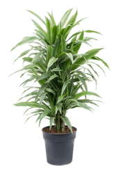 Dracena Deremensis Warneckei
