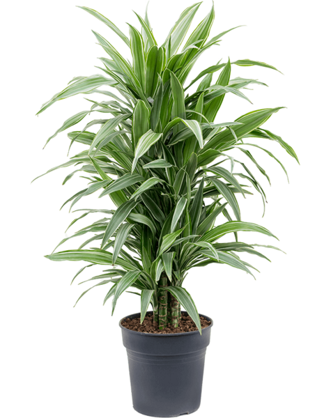 Dracena