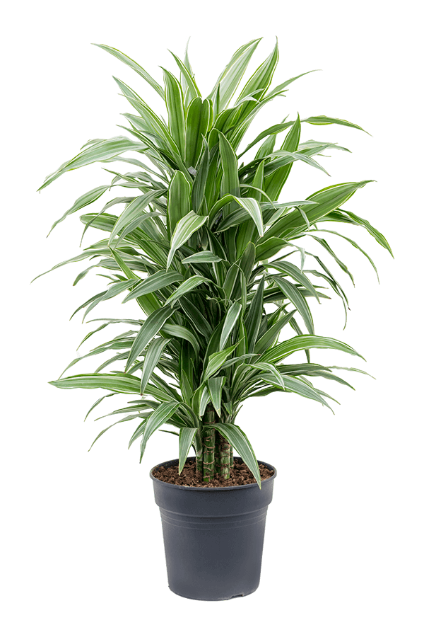 Dracena Deremensis Warneckei