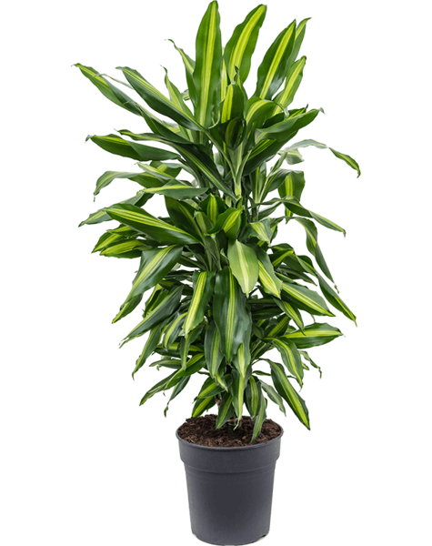 Dracena