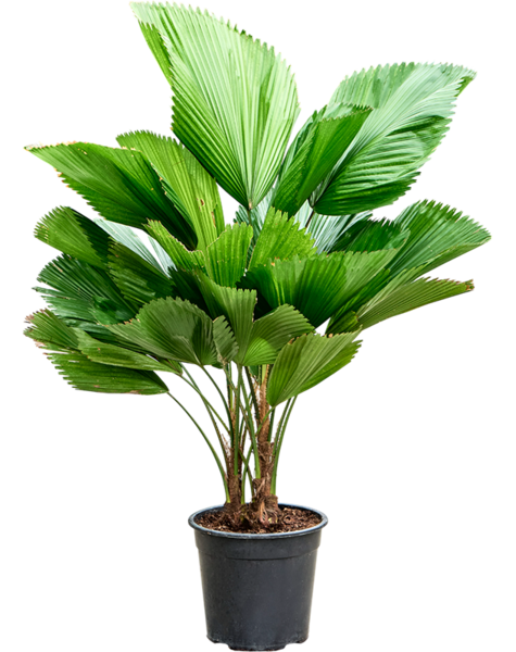 Licuala
