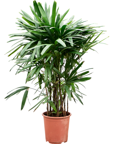 Rhapis