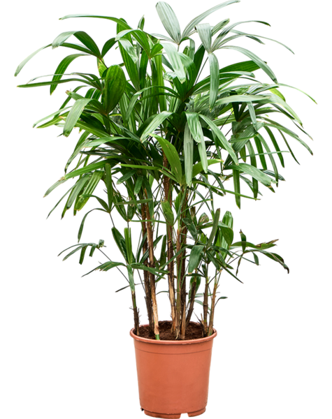 Rhapis