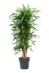 Dracena wonna 'Riki'