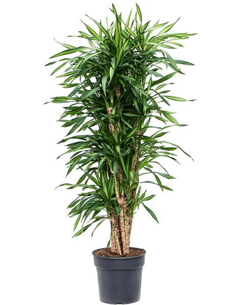 Dracena