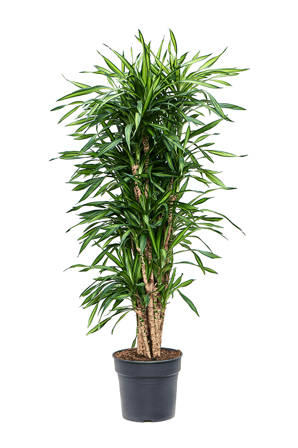 Dracena wonna 'Riki'