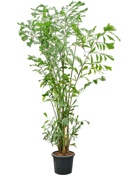 Caryota