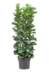 Fikus Lyrata Bambino