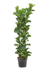Fikus Lyrata Bambino