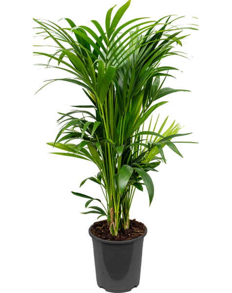 Kentia
