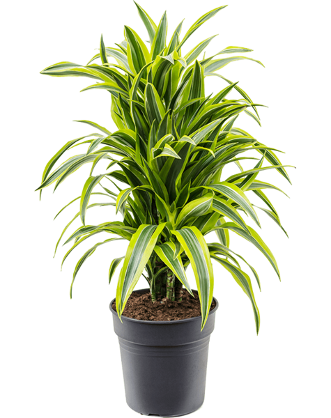 Dracena