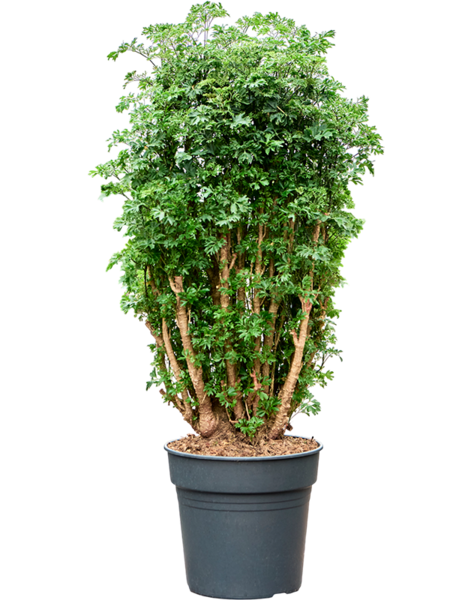 Aralia