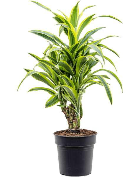 Dracena