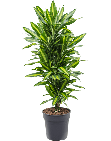 Dracena