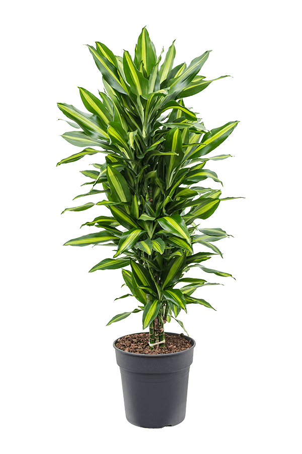 Dracena Fragrans Cintho