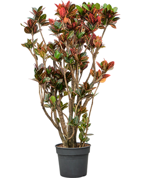 Croton