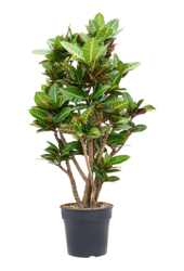 Kroton (Codiaeum) Variegatum Petra