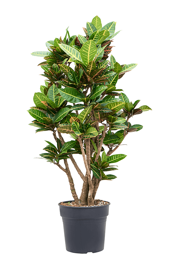 Kroton (Codiaeum) Variegatum Petra