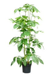 Szeflera Actinophylla Amate