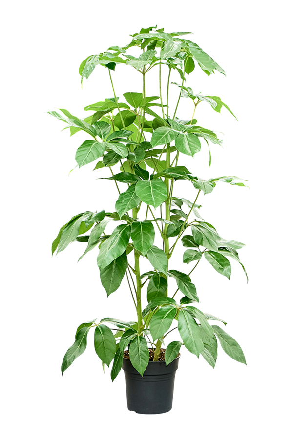 Szeflera Actinophylla Amate