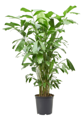 Caryota Mitis