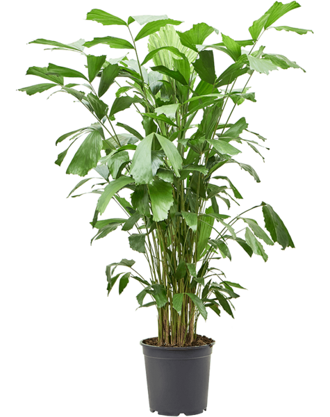 Caryota