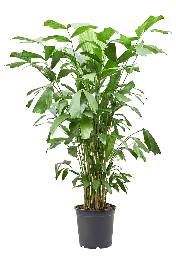 Caryota Mitis