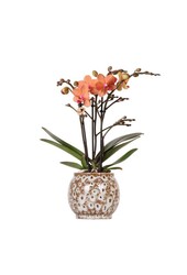 Kolibry-Orchidee | Pomarańczowa Orchidea Phalaenopsis - Mineral Bolzano + Doniczka Safari - Rozmiar doniczki Ø9cm | kwitnąca roślina doniczkowa – świeżo od hodowcy
