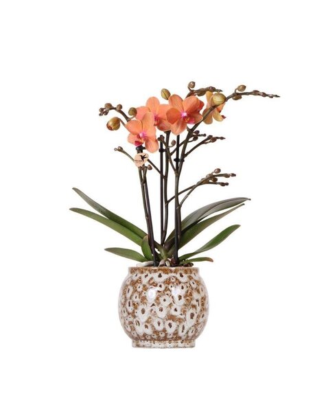 Kolibry-Orchidee | Pomarańczowa Orchidea Phalaenopsis - Mineral Bolzano + Doniczka Safari - Rozmiar doniczki Ø9cm | kwitnąca roślina doniczkowa – świeżo od hodowcy