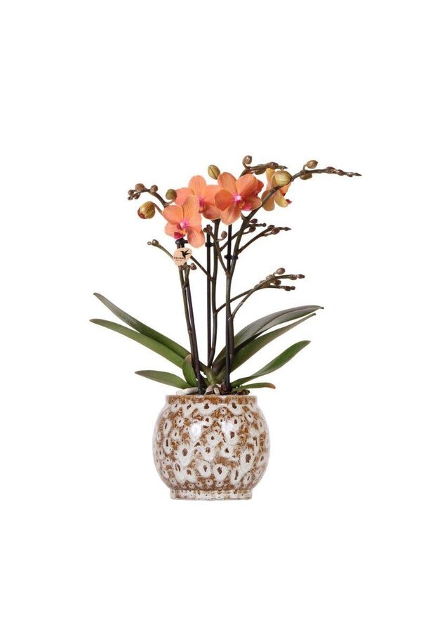 Kolibry-Orchidee | Pomarańczowa Orchidea Phalaenopsis - Mineral Bolzano + Doniczka Safari - Rozmiar doniczki Ø9cm | kwitnąca roślina doniczkowa – świeżo od hodowcy