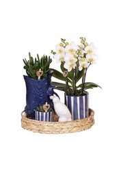 Kolibri Company | Zestaw roślinny Śródziemnomorski Zachód Słońca | Biała orchidea Phalaenopsis i sukulenty wraz z ozdobnymi doniczkami ceramicznymi