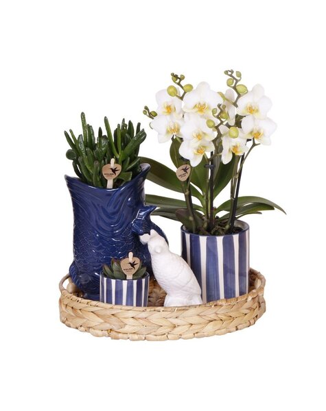 Kolibri Orchids Kolibri Company | Zestaw roślinny Śródziemnomorski Zachód Słońca | Biała orchidea Phalaenopsis i sukulenty wraz z ozdobnymi doniczkami ceramicznymi