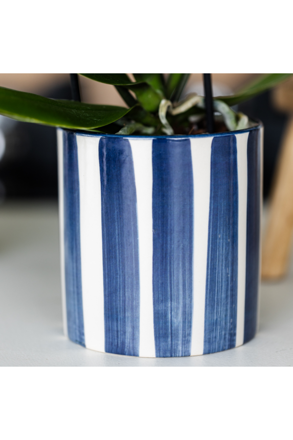 Kolibri Company | Zestaw roślinny Śródziemnomorski Zachód Słońca | Biała orchidea Phalaenopsis i sukulenty wraz z ozdobnymi doniczkami ceramicznymi