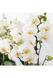 Kolibri Company | Zestaw roślinny Śródziemnomorski Zachód Słońca | Biała orchidea Phalaenopsis i sukulenty wraz z ozdobnymi doniczkami ceramicznymi