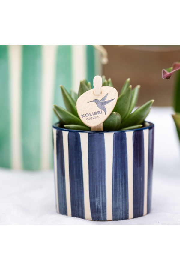 Kolibri Company | Zestaw roślinny Śródziemnomorski Zachód Słońca | Biała orchidea Phalaenopsis i sukulenty wraz z ozdobnymi doniczkami ceramicznymi