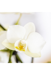 Kolibri Company | Zestaw roślinny Śródziemnomorski Zachód Słońca | Biała orchidea Phalaenopsis i sukulenty wraz z ozdobnymi doniczkami ceramicznymi