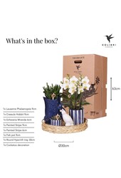 Kolibri Company | Zestaw roślinny Śródziemnomorski Zachód Słońca | Biała orchidea Phalaenopsis i sukulenty wraz z ozdobnymi doniczkami ceramicznymi