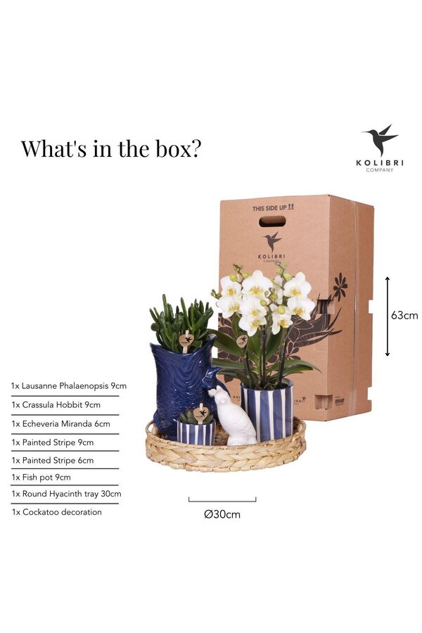 Kolibri Company | Zestaw roślinny Śródziemnomorski Zachód Słońca | Biała orchidea Phalaenopsis i sukulenty wraz z ozdobnymi doniczkami ceramicznymi