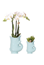 Orchidee Kolibri | Zestaw roślinny Ryba Turkus | Zestaw z białą orchideą Phalaenopsis Amabilis Ø9cm i zieloną rośliną sukulent Crassula Hobbit Ø6cm | w zestawie turkusowe ceramiczne doniczki dekoracyjne