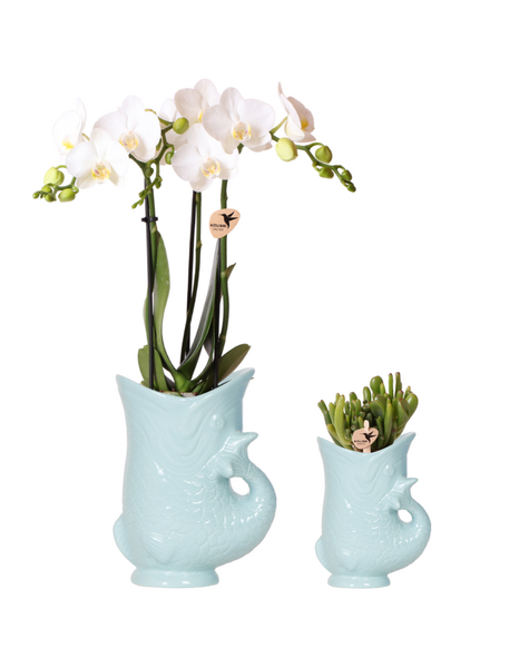Kolibri Orchids Orchidee Kolibri | Zestaw roślinny Ryba Turkus | Zestaw z białą orchideą Phalaenopsis Amabilis Ø9cm i zieloną rośliną sukulent Crassula Hobbit Ø6cm | w zestawie turkusowe ceramiczne doniczki dekoracyjne