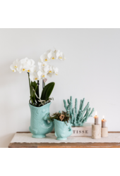 Orchidee Kolibri | Zestaw roślinny Ryba Turkus | Zestaw z białą orchideą Phalaenopsis Amabilis Ø9cm i zieloną rośliną sukulent Crassula Hobbit Ø6cm | w zestawie turkusowe ceramiczne doniczki dekoracyjne