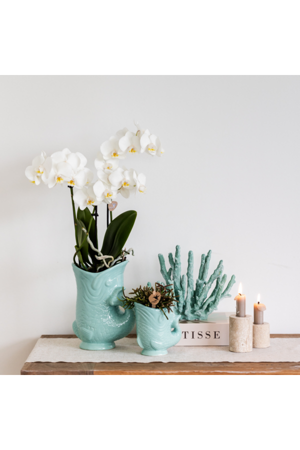Orchidee Kolibri | Zestaw roślinny Ryba Turkus | Zestaw z białą orchideą Phalaenopsis Amabilis Ø9cm i zieloną rośliną sukulent Crassula Hobbit Ø6cm | w zestawie turkusowe ceramiczne doniczki dekoracyjne