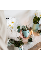 Orchidee Kolibri | Zestaw roślinny Ryba Turkus | Zestaw z białą orchideą Phalaenopsis Amabilis Ø9cm i zieloną rośliną sukulent Crassula Hobbit Ø6cm | w zestawie turkusowe ceramiczne doniczki dekoracyjne
