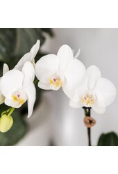 Orchidee Kolibri | Zestaw roślinny Ryba Turkus | Zestaw z białą orchideą Phalaenopsis Amabilis Ø9cm i zieloną rośliną sukulent Crassula Hobbit Ø6cm | w zestawie turkusowe ceramiczne doniczki dekoracyjne