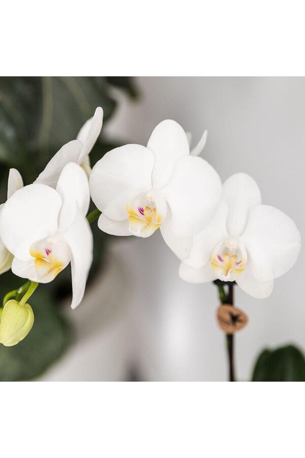 Orchidee Kolibri | Zestaw roślinny Ryba Turkus | Zestaw z białą orchideą Phalaenopsis Amabilis Ø9cm i zieloną rośliną sukulent Crassula Hobbit Ø6cm | w zestawie turkusowe ceramiczne doniczki dekoracyjne